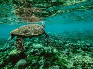 How you can help keep our oceans clean