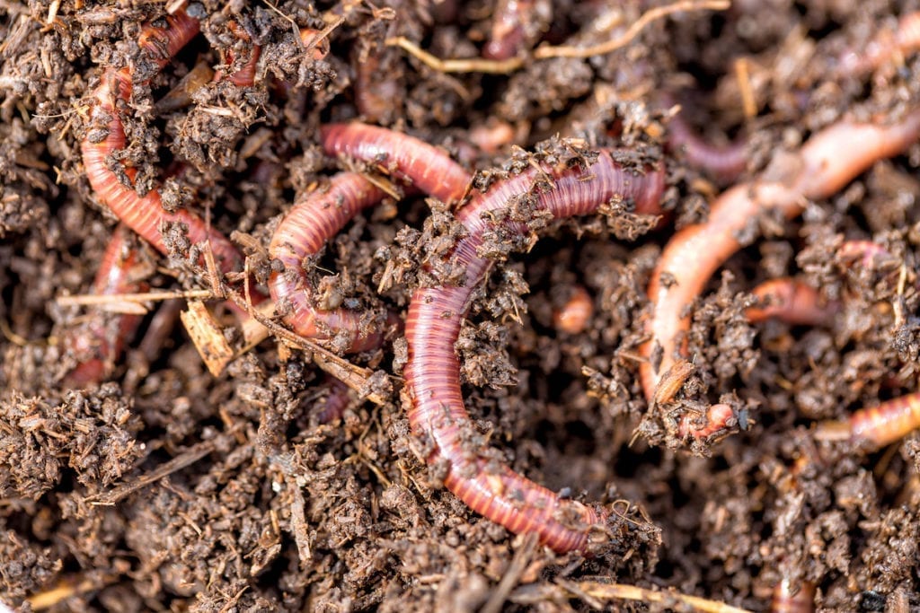 Worm farm project for kids