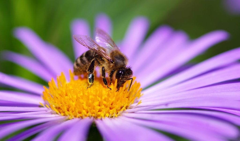 How to create a bee garden