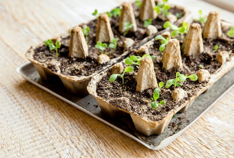 Egg container seedlings