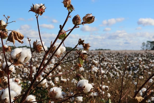 Cotton field